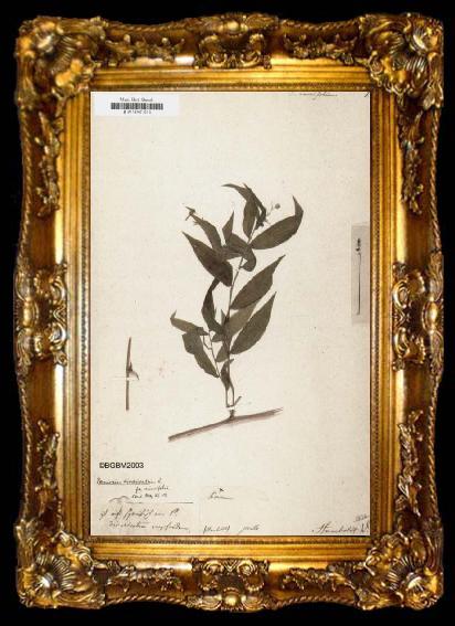 framed  Alexander von Humboldt Panicum ruscifolium, ta009-2